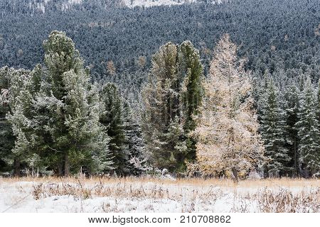Autumn forest. Snow-covered pines and larch. Altai Republic. Russia