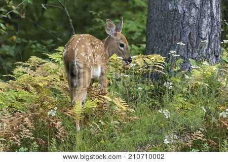 White-tailed Deer Fawn (odocoileus Virginianus) Browsing On The Forest Understory