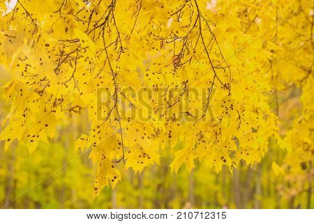 Maple tree leaf diseases. Rhytisma acerinum. Tar spot of maple. Black Spots on Maple Tree Leaves. Seasons. Modern background
