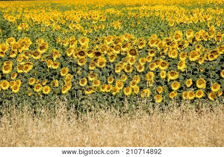 Sunflowers field near Arles in Provence France