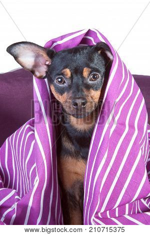 A little puppy climbs out of the blanket. , a woken, frightened puppy. Russian-speaking toy