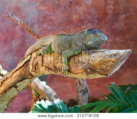 Mexican iguana Iguanidae on a tree trunk  in Riviera Maya