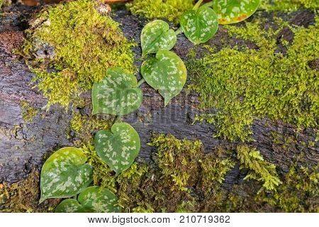 Heart shaped leaves of satin pothos, Silver vine with blotches growing on wood log covered with wet moss at Kinabalu, Malaysia, Asia (Scindapsus pictus)
