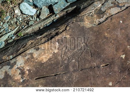 Petroglyphs of the tract Kalbak-Tash in Onguday district, Altai Republic, Russia.