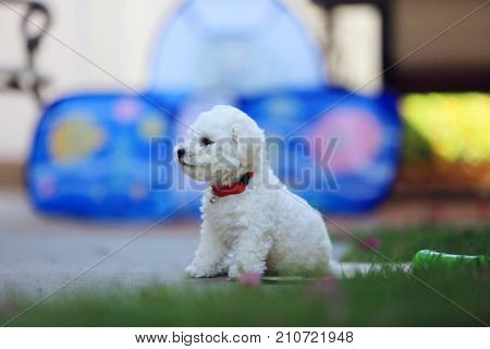 Bichon Puppy. Bichon Frise Puppy outside. 