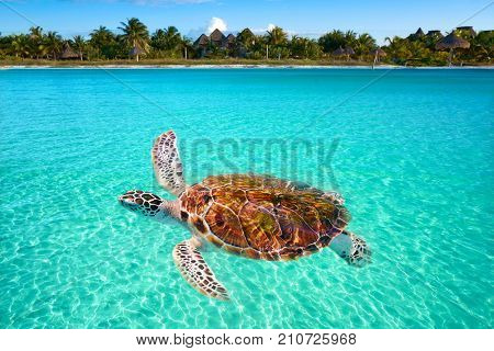 Holbox Island turtle photomount in Quintana Roo of Mexico