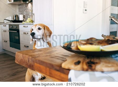Beagle try to filch fresh fried fish from table