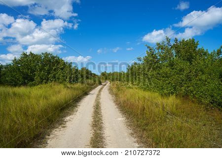Holbox Island mangroove track in Quintana Roo of Mexico