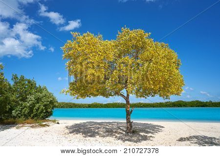Holbox Island beach mangroove in Quintana Roo of Mexico