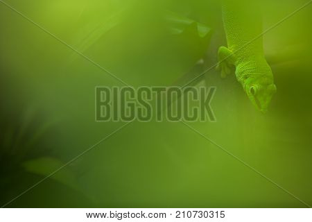 Close up view of a green Gecko in natural environnement