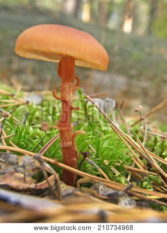 Forest mushroom photo. Very beautiful image