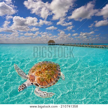 Holbox Island beach trutle photomount in Quintana Roo of Mexico