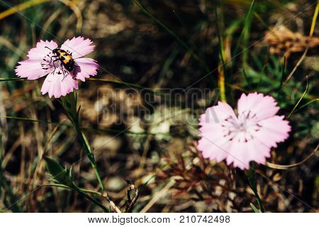 Mylabris variabilis is on the carnation. The beetle landed on the flower.