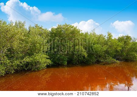 Holbox tropical Island mangroove in Quintana Roo of Mexico