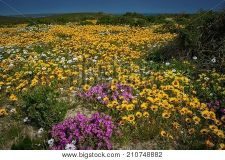 A field of yellow, white and purple wildflowers in spring on the South African West Coast near Paternoster