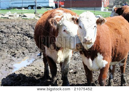 Hereford Cows