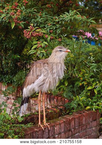 Red legged seriema bird (Cariama cristata) full body close up.