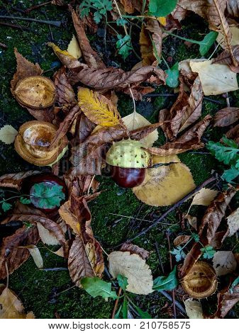 Ripe chestnuts on ground, outdoor shoot, top view, autumn background