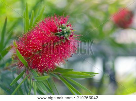 Red Callistemon flowers in the tropical garden of Tenerife,Canary Island,Spain. Callistemon Bottlebrush tree flowers.Callistemon exotic plant.Selective focus.