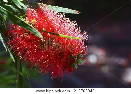 Red Callistemon flower in the tropical garden of Tenerife,Canary Island,Spain. Callistemon Bottlebrush tree flowers.Callistemon exotic plant.Selective focus.
