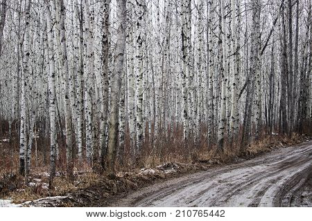 View Of A Gravel Road Along A Birch Forest