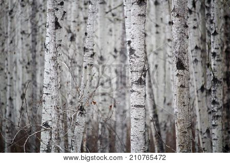 View Of An Endless Birch Forest In Spring
