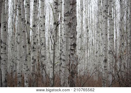 Looking Through The Trees In A Birch Forest