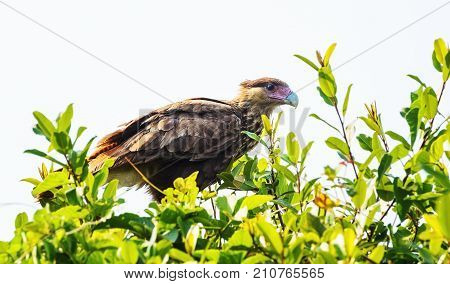 Hawk Caracara On A Tree Branch, Bird Of Pantanal, Brazil.