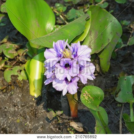 Aguape Flower On A Wetland Of Pantanal, Brazil