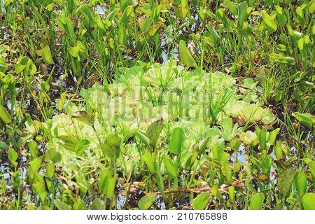 Green Vegetation Of A Wetland Of Pantanal, Brazil