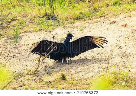 Black Vulture Coragyps Atratus With Open Wings Taking A Sunbath