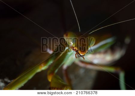 Mantis, macro photography common green mantis or pray mantis isolated on black background.