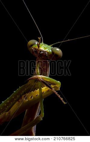 Mantis, macro photography common green mantis or pray mantis isolated on black background.