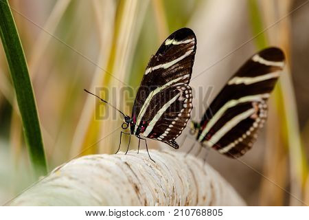 Two Zebra Longwing butterfliesw on a tree branch