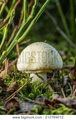 Fatally Poisonous Toadstool Grows In Forest