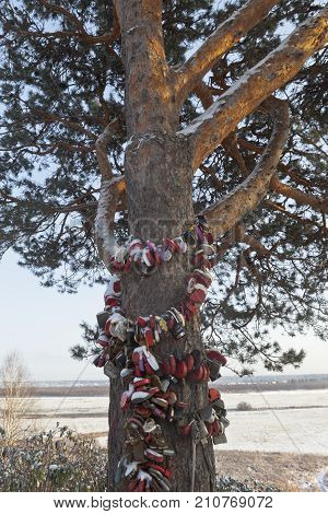 Velsk, Arkhangelsk region, Russia - November 6, 2016: Pine hung with wedding castles in the city of Velsk