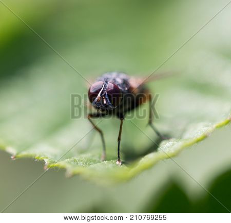fly in nature. Macro . In the park in nature