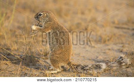 One Ground Squirrel looking for food in the dry Kalahari sand