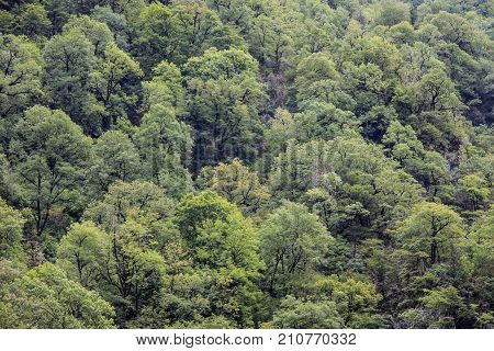 Deciduous green trees in forest on mountainside. Concept of an ecosystem and healthy environment. Neighborhood of Lake Riza. Texture of deciduous trees forest for background