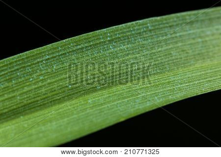 Closeup nature view of green leaf texture on black background in garden with copy space using as background natural greenery plants landscape ecology fresh wallpaper concept.