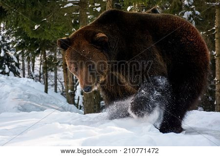 Brown Bear Searching Something In The Snow