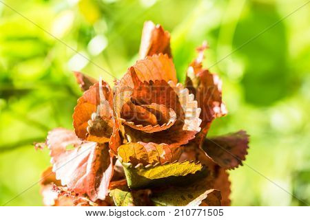 Closeup nature view of Red leaf texture on green blurred background in garden with copy space using as background natural greenery plants landscape ecology fresh wallpaper concept.