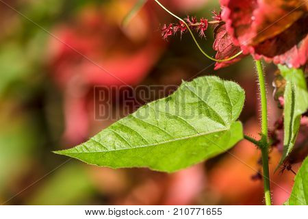 Closeup nature view of green leaf texture on red leaf blurred background in garden with copy space using as background natural greenery plants landscape ecology fresh wallpaper concept.