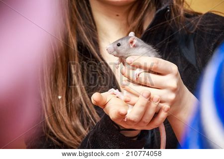 Close up pretty long-haired woman holding grey rat