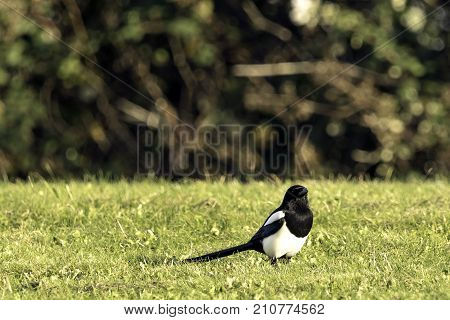 Wild magpie in the park - Bedfont Lakes Country Park, London