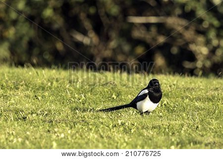 Wild magpie in the park - Bedfont Lakes Country Park, London