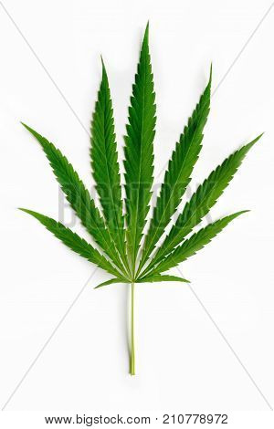 Cannabis leaf Isolated on white background. Green leaves marijuana.