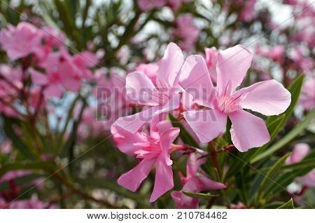 Pink Oleander flowers (Oleander Nerium) in tropical garden of Tenerife,Canary Islands,Spain.Blooming oleander with beautiful pink flowers.Selective focus.