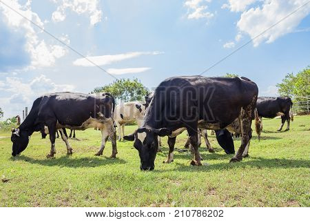 Dairy farmingartificial inseminationanimal husbandry in farmfarm cowshed with milking cowsCattle grazing in a field with the sunrise.