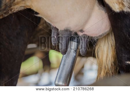 Dairy Farming